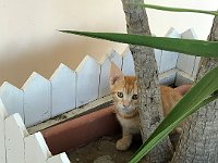 foto 277